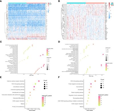 Comprehensive analyses identify RIPOR2 as a genomic instability-associated immune prognostic biomarker in cervical cancer